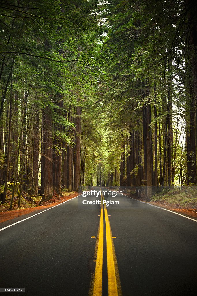 Road through the huge Redwood trees