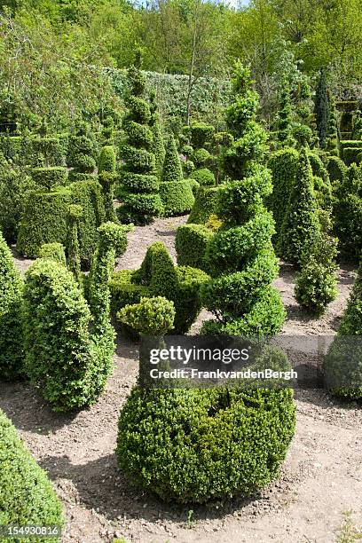 topiary shapes - yew tree stock pictures, royalty-free photos & images