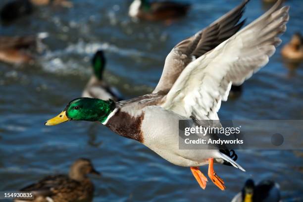 flying mallard drake (anas platyrhynchos) xxxl - woerd stockfoto's en -beelden