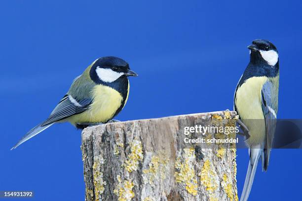 two great tits - tit stock pictures, royalty-free photos & images