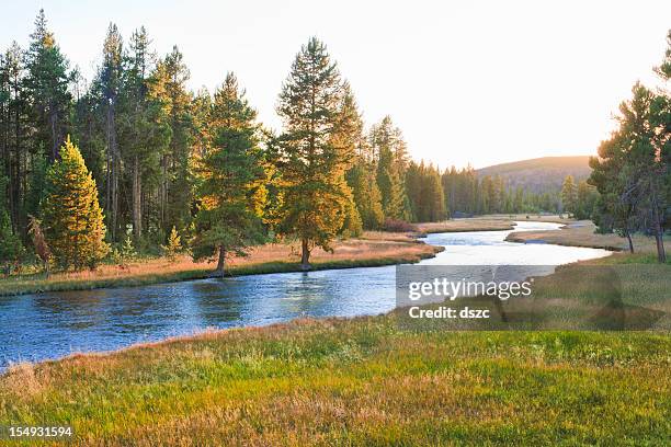nez perce creek no parque nacional de yellowstone ao pôr do sol - margem do rio imagens e fotografias de stock