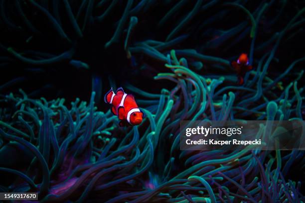 portrait of a clown fish swimming by the coral reef. - hard coral stock-fotos und bilder