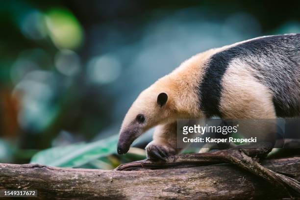 a baby northern tamandua walking on a branch - anteater stock pictures, royalty-free photos & images