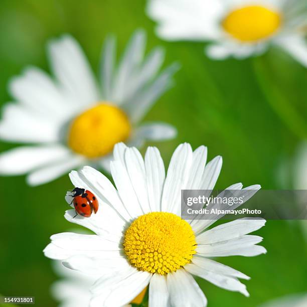shasta daisy (leucanthemum x superbum) with ladybug - v - oxeye daisy stock pictures, royalty-free photos & images