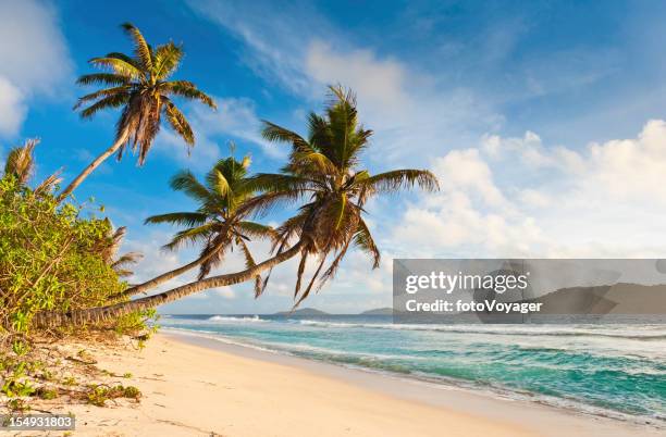 palm trees waving over tropical island golden sand beach - seychelles stock pictures, royalty-free photos & images