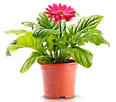Red Gerbera in Flowerpot