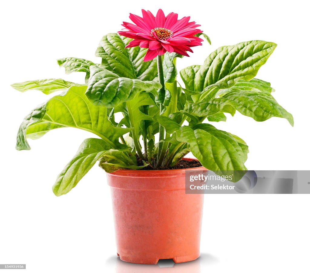 Gerbera vermelha na Flowerpot