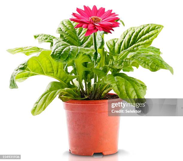 gerbera vermelha na flowerpot - gérbera - fotografias e filmes do acervo