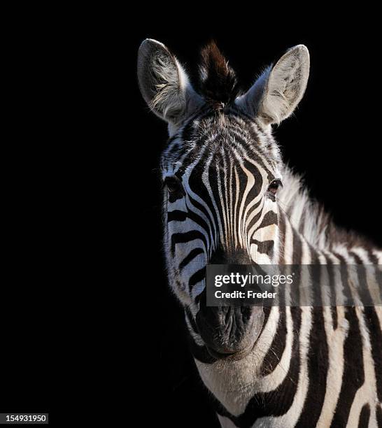 cebra aislado en negro, xxl - animal black background fotografías e imágenes de stock