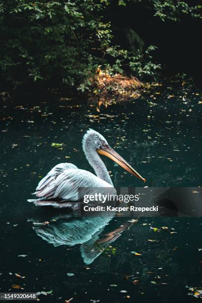 a portrait of a pelican swimming - pelican nest stock pictures, royalty-free photos & images