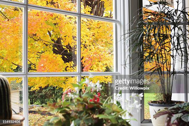 autumn leaves beyond bay window potted plants - window with view on garden stockfoto's en -beelden