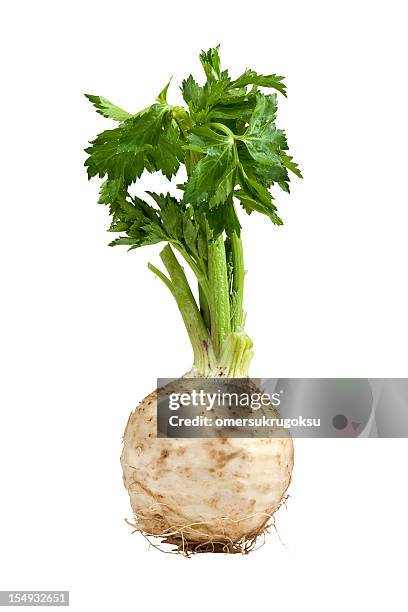 image of growing celery on white background - celery root stock pictures, royalty-free photos & images