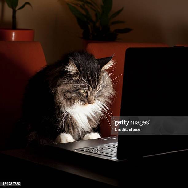cat with laptop - cat looking up stock pictures, royalty-free photos & images
