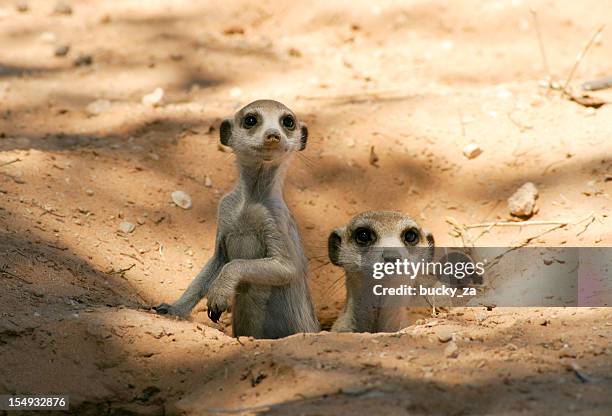 meerkat mother and pup in there burrow, natural kalahari habitat - holen stockfoto's en -beelden