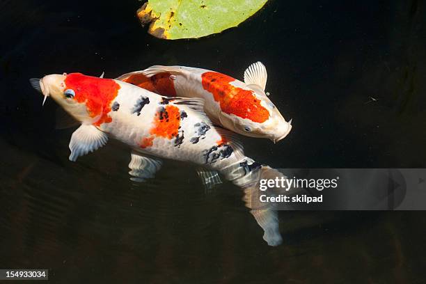 two entwined koi fish in a dark pond - koi fish pond stockfoto's en -beelden