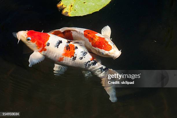 two entwined koi fish in a dark pond - koi carp stock pictures, royalty-free photos & images