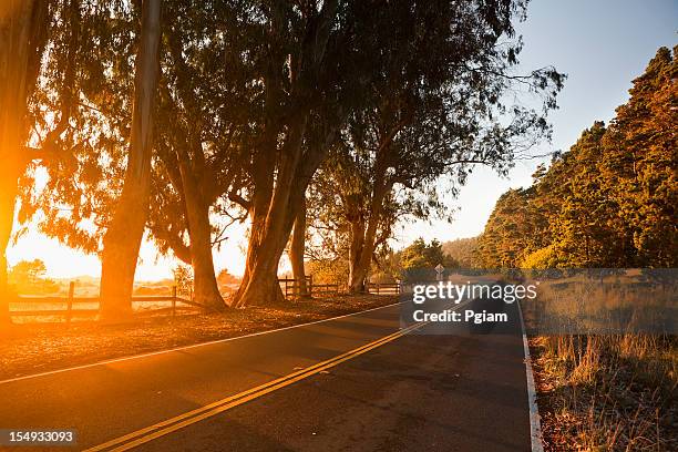 arbres au coucher du soleil sur une route de campagne - comté de mendocino photos et images de collection