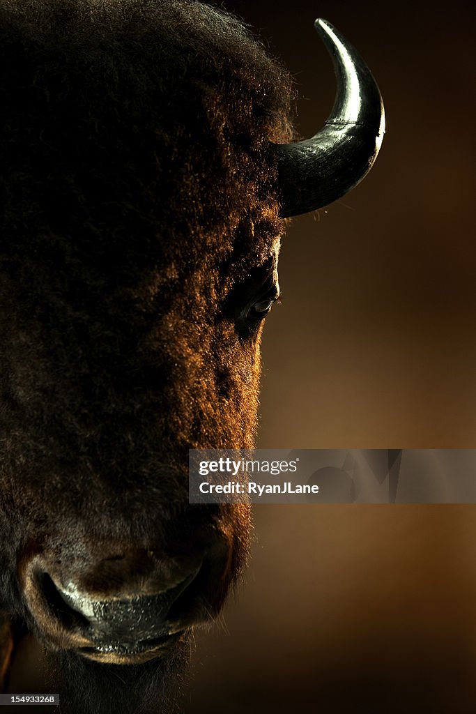 American Bison Portrait