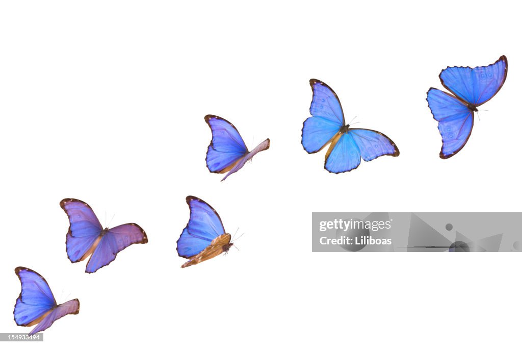 Azul Morpho Peleides Banner