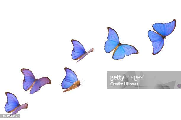 azul morpho peleides banner - butterfly on white imagens e fotografias de stock