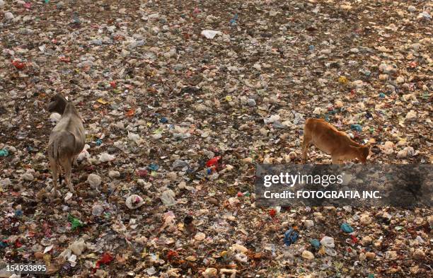 new delhi local train station lawn - india pollution stock pictures, royalty-free photos & images