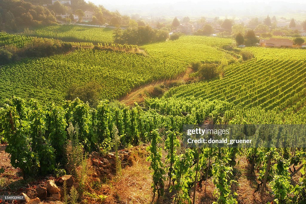 Rolling Hillside Vineyards