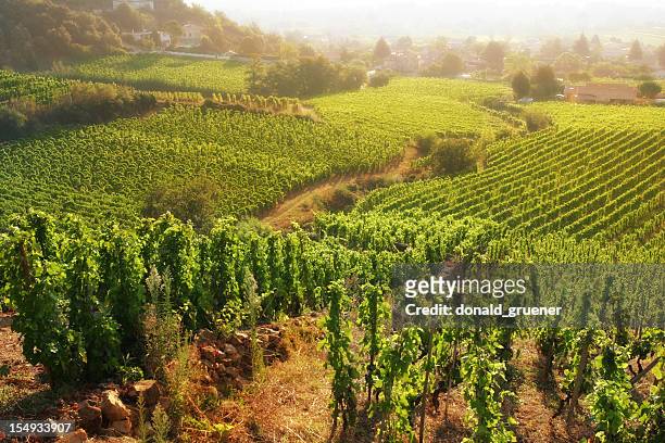 rolling hillside vineyards - rhone valley stock pictures, royalty-free photos & images
