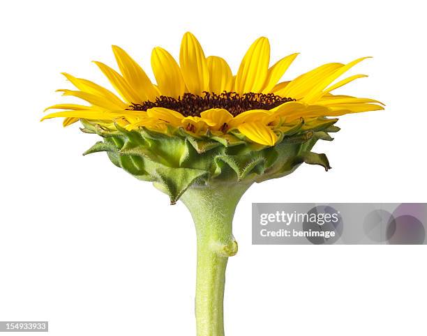 - sonnenblume - helianthus stock-fotos und bilder