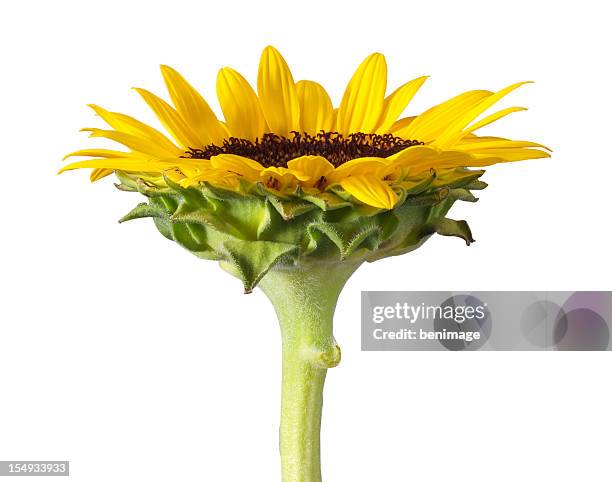 sunflower - helianthus stock pictures, royalty-free photos & images