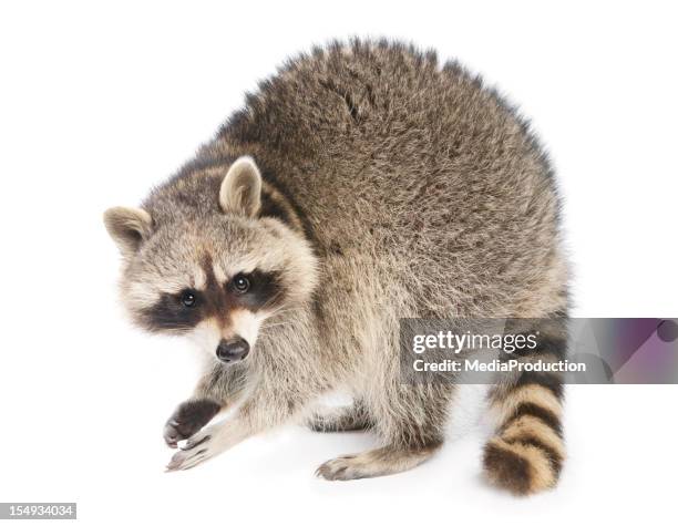 raccoon - raccoon stock-fotos und bilder