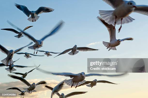 flying seagull birds in the sky - bird formation flying stock pictures, royalty-free photos & images