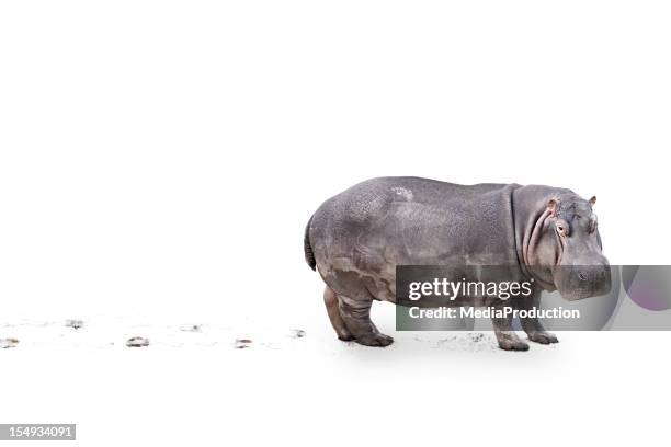 hippopotamus - animal tracks stock pictures, royalty-free photos & images