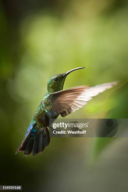 green-throated carib hummingbird - virgin islands stock pictures, royalty-free photos & images
