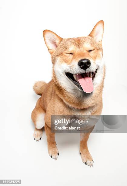 cão engraçado confrontados shiba inu - colocar a língua para fora - fotografias e filmes do acervo