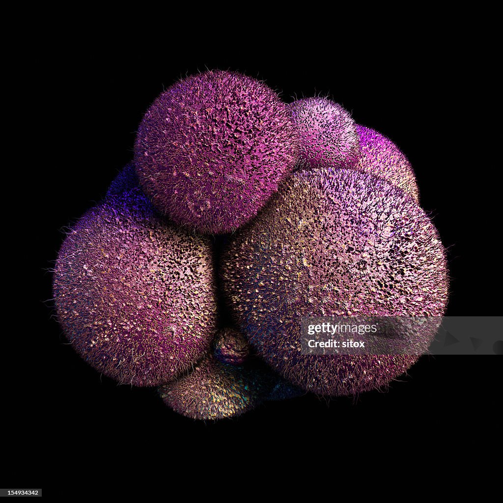 Cell Cluster