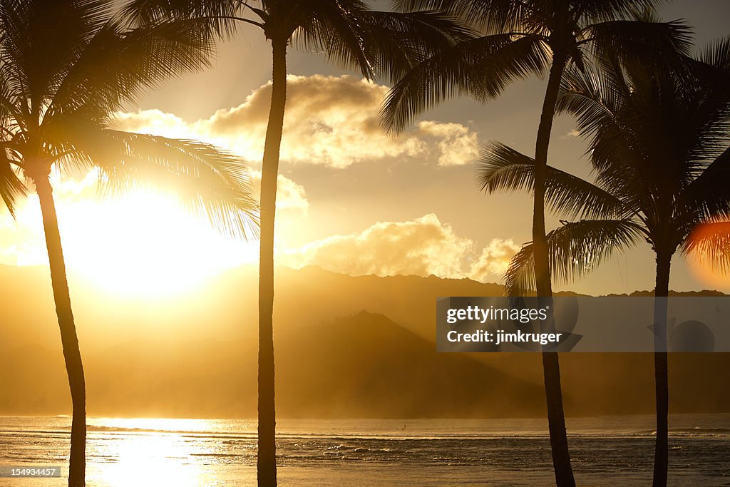 Hawaiian palms and sunset.