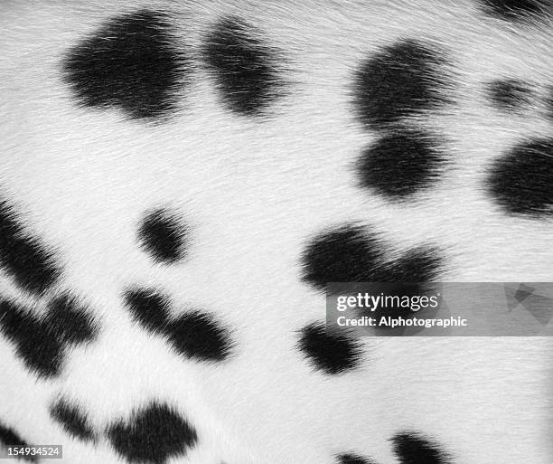 dalmata cappotto chiazzato sfondo - cane pelo nero foto e immagini stock