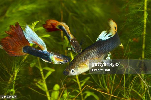 90点のグッピーのストックフォト Getty Images 90点のグッピーのストックフォト Getty Images