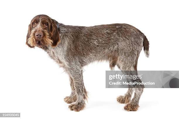 italian spinone pure bred dog - sad groom stock pictures, royalty-free photos & images