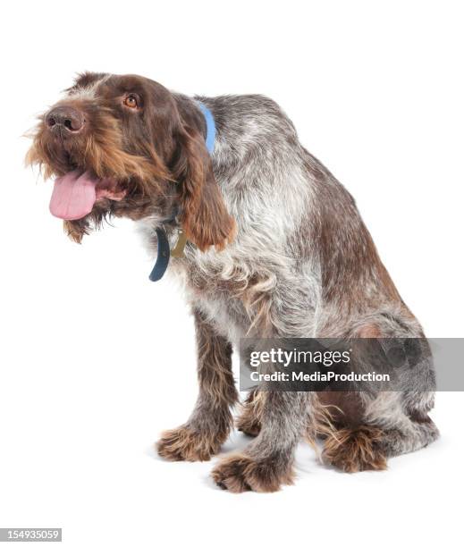 old dog - dog looking up isolated stock pictures, royalty-free photos & images