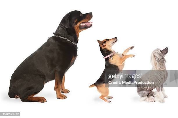three dogs looking to the same direction - excited dog stockfoto's en -beelden