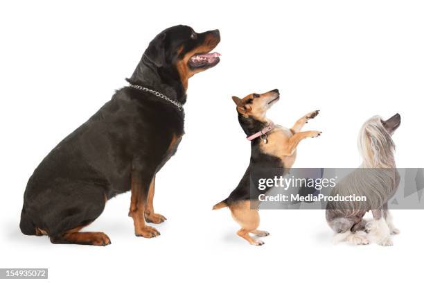 three dogs looking to the same direction - dog sitting stock pictures, royalty-free photos & images