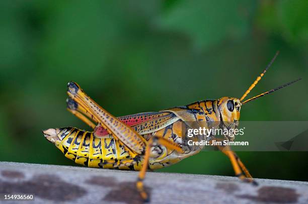 eastern lubber grasshopper (romalea guttata) - lubber grasshopper bildbanksfoton och bilder