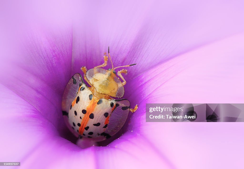 Beetle in flower