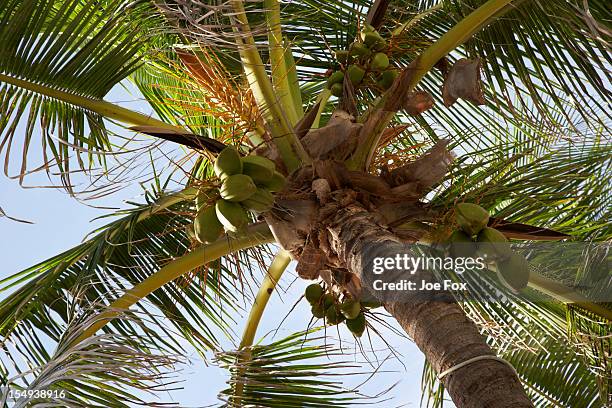 palm tree laden with coconuts, florida - fruit laden trees stock pictures, royalty-free photos & images