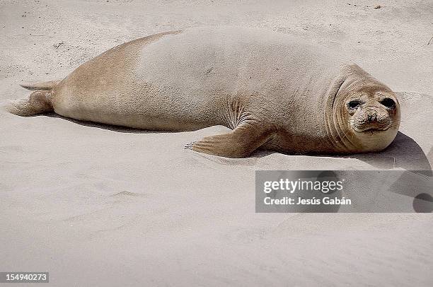 elefante marino. hembra - elefante marinho stock pictures, royalty-free photos & images