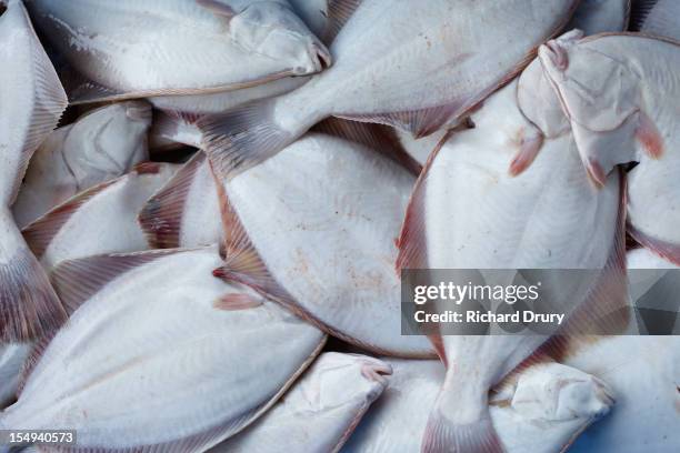 freshly caught fish - flounder stock pictures, royalty-free photos & images