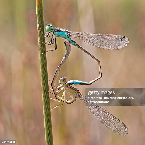 Intermedium Intermedium Photos and Premium High Res Pictures - Getty Images