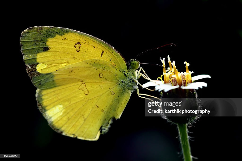 Grass Yellow Butterfly Collecting Nectar