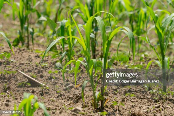 Milpa Field Rotation 142 La Milpa Stock Photos, High-Res Pictures, and Images - Getty Images